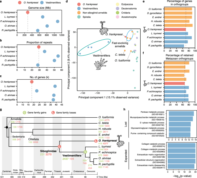 Distinct genomic routes underlie transitions to specialised symbiotic  lifestyles in deep-sea annelid worms