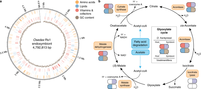 Distinct genomic routes underlie transitions to specialised