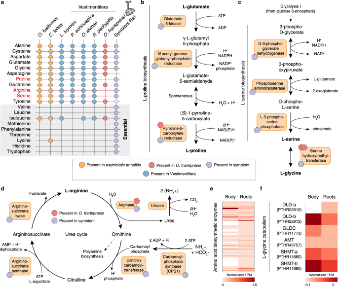 Distinct genomic routes underlie transitions to specialised symbiotic  lifestyles in deep-sea annelid worms