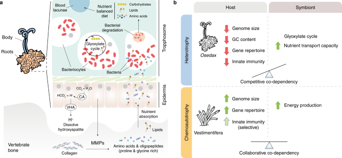 Distinct genomic routes underlie transitions to specialised symbiotic  lifestyles in deep-sea annelid worms