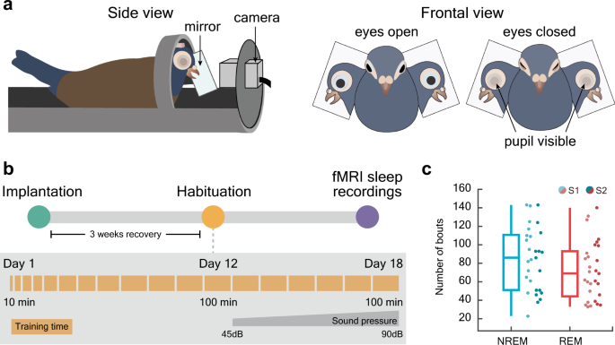 Aktivasi otak yang meluas dan berkurangnya aliran CSF selama tidur REM  burung | Nature Communications