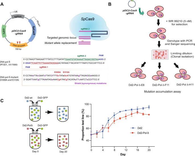 Generation of a mutator parasite to drive resistome discovery in ... - Nature.com