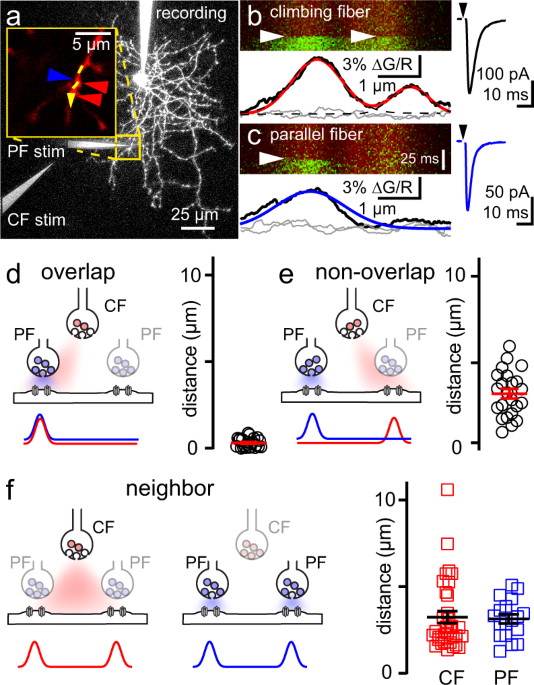 https://media.springernature.com/m685/springer-static/image/art%3A10.1038%2Fs41467-023-38854-2/MediaObjects/41467_2023_38854_Fig6_HTML.png