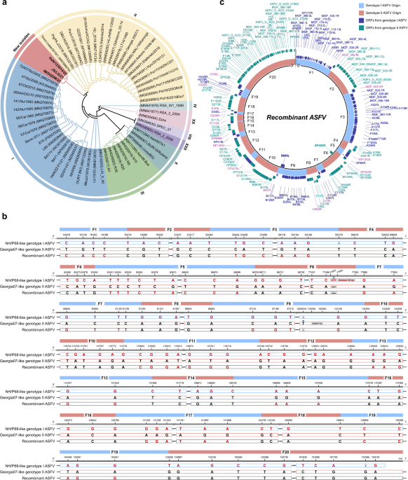 Highly lethal genotype I and II recombinant African swine fever ... - Nature.com