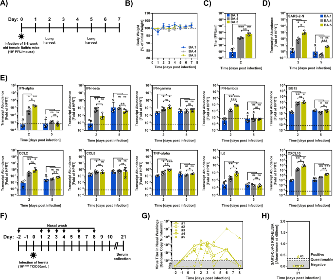 B.1.617.2 enters and fuses lung cells with increased efficiency