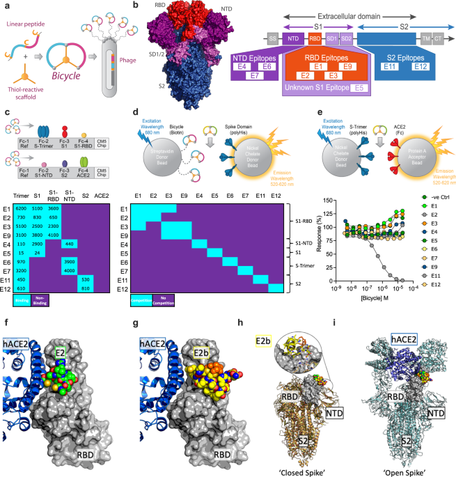 Multivalent bicyclic peptides are an effective antiviral modality that can potently inhibit sars-cov-2