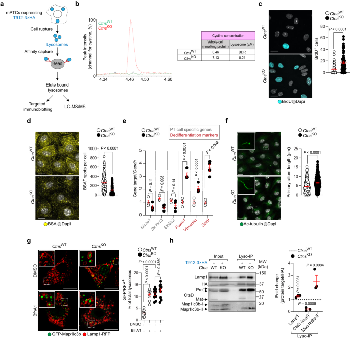 Lysosomal cystine export regulates mTORC1 signaling to guide kidney  epithelial cell fate specialization