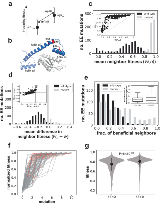 Evolvability-enhancing mutations in the fitness landscapes of an ... - Nature.com