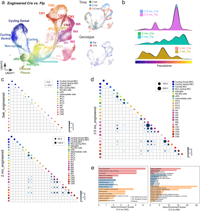 Addgene: pAAV-CAG-SomaGCaMP6f2