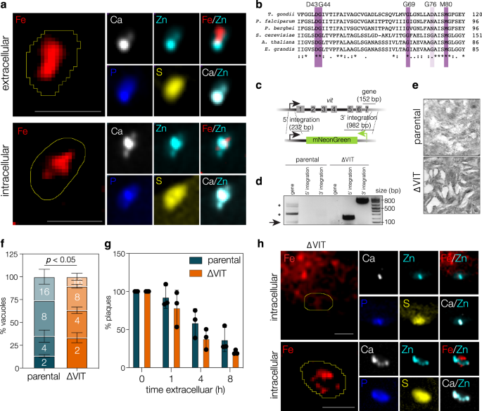 The vacuolar iron transporter mediates iron detoxification in ... - Nature.com