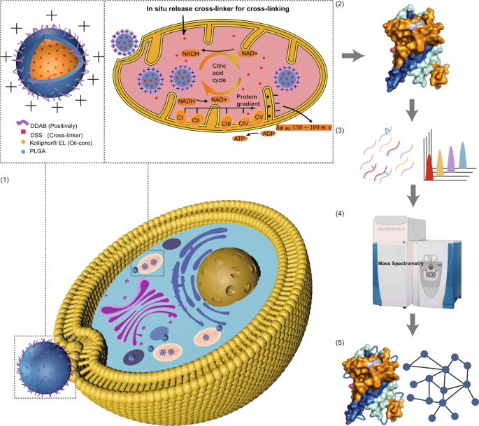 Targeted cross-linker delivery for the in situ mapping of protein 