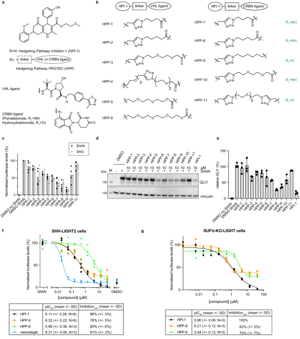 Targeted protein degradation reveals BET bromodomains as the cellular  target of Hedgehog pathway inhibitor-1