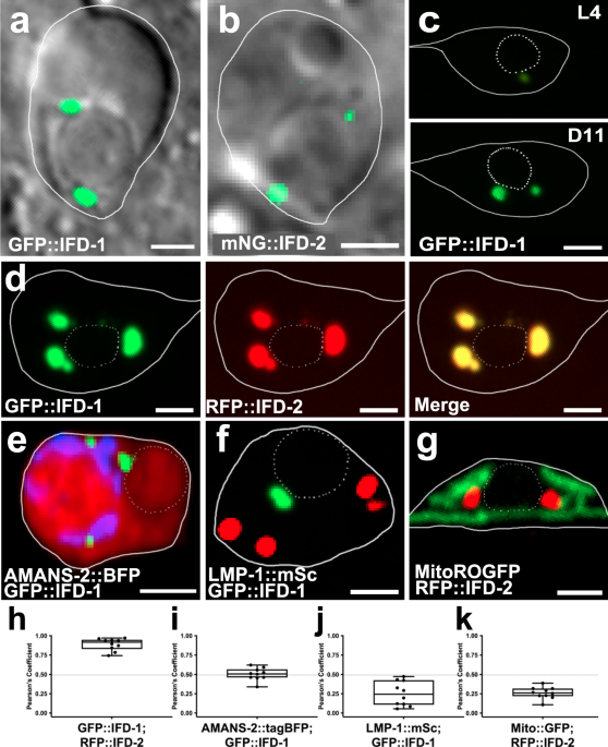 Intermediate filaments associate with aggresome-like structures in proteostressed C. elegans neurons and influence large vesicle extrusions as exophers