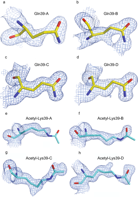 Cytochrome c lysine acetylation regulates cellular respiration and cell  death in ischemic skeletal muscle