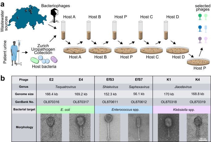 Urine sample results up to 8 Hours Faster bioMerieux