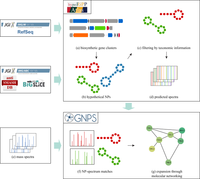 HypoRiPPAtlas as an Atlas of hypothetical natural products for mass  spectrometry database search