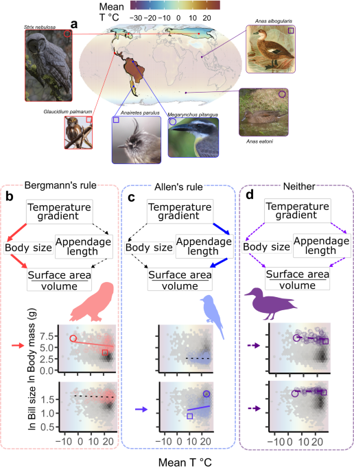 Complementarity in Allen’s and Bergmann’s rules among birds - Nature.com