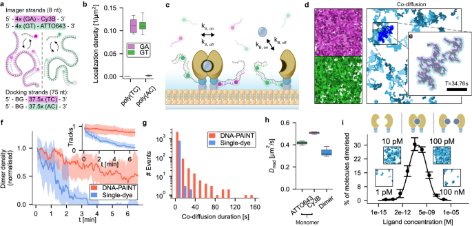 Dual-Color DNA-PAINT Single-Particle Tracking Enables Extended.