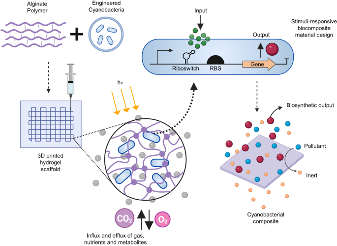 Phenotypically complex living materials containing engineered cyanobacteria