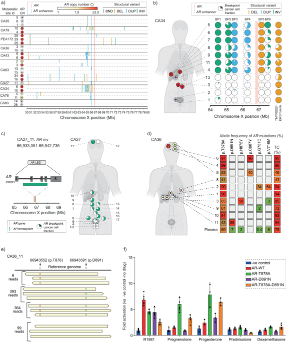 Copy number architectures define treatment-mediated selection of lethal  prostate cancer clones