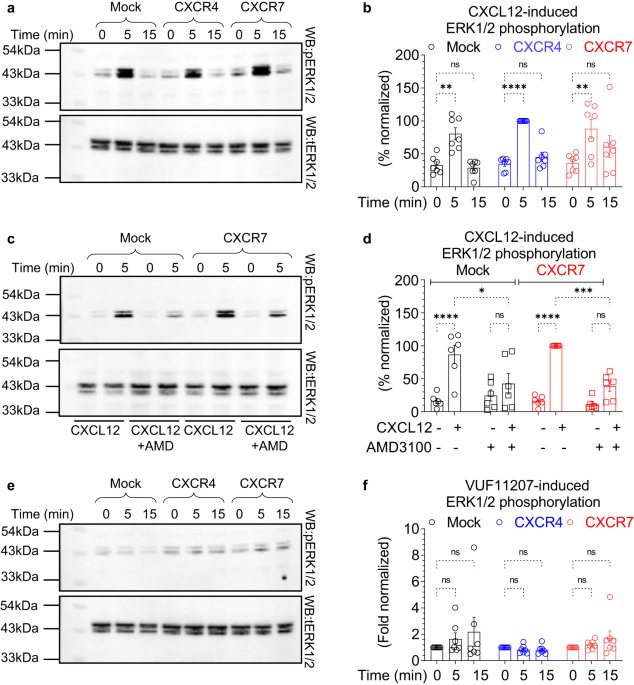 https://media.springernature.com/m685/springer-static/image/art%3A10.1038%2Fs41467-023-40482-9/MediaObjects/41467_2023_40482_Fig5_HTML.png