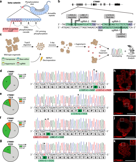 One-step generation of tumor models by base editor multiplexing in adult stem cell-derived organoids - Nature Communications