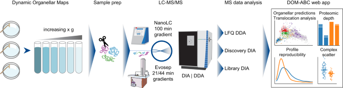 Deep and fast label-free Dynamic Organellar Mapping | Nature Communications