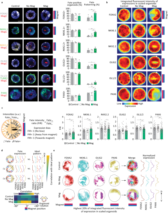 Actuation enhances patterning in human neural tube organoids