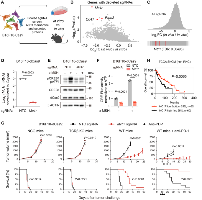 Activation of melanocortin-1 receptor signaling in melanoma cells impairs t cell infiltration to dampen antitumor immunity