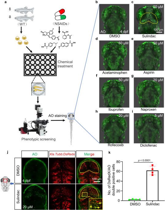 Sulindac selectively induces autophagic apoptosis of GABAergic neurons and  alters motor behaviour in zebrafish | Nature Communications