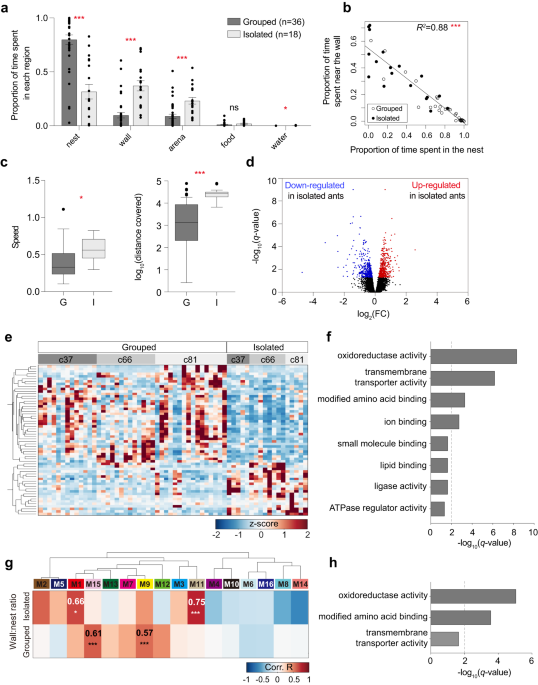 Social isolation shortens lifespan through oxidative stress in ants - Nature.com