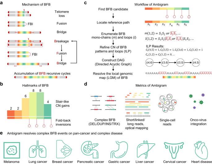 DTNB effects on GGHH and HHGG chimeric channels. A, schematic diagrams