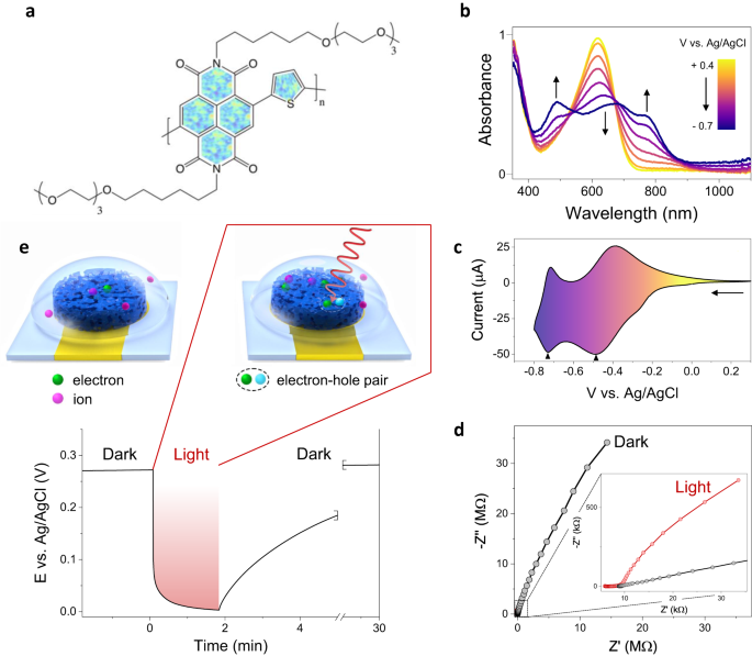 A single n-type semiconducting polymer-based photo-electrochemical  transistor