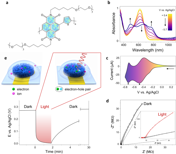 A single n-type semiconducting polymer-based photo-electrochemical