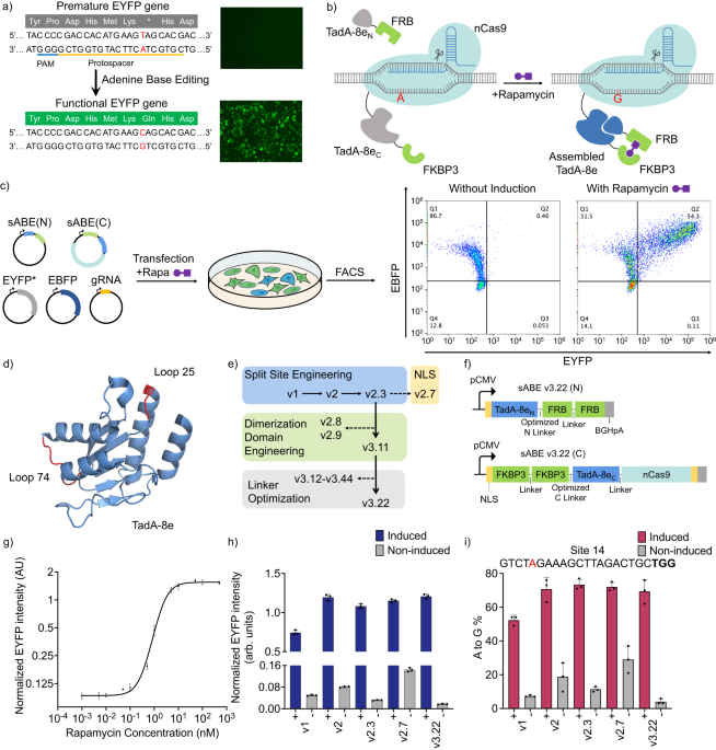 A split and inducible adenine base editor for precise in vivo base editing - Nature Communications