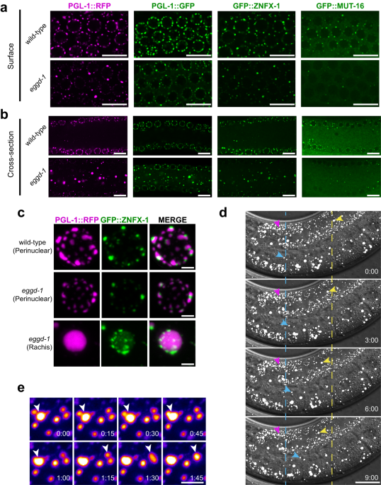 lipid granules c elegans gut microsomes C. elegans germ granules sculpt both germline and somatic RNAome