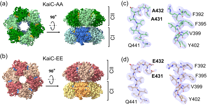 ATM] Cryo-EM: Molecular Biophysics – Introduction to Cryo-EM –  International Graduate School Functional Polymers