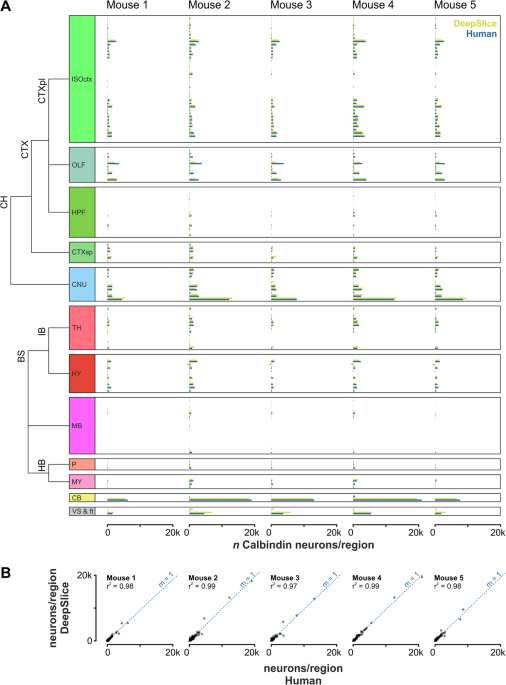 DeepSlice: rapid fully automatic registration of mouse brain imaging to a  volumetric atlas