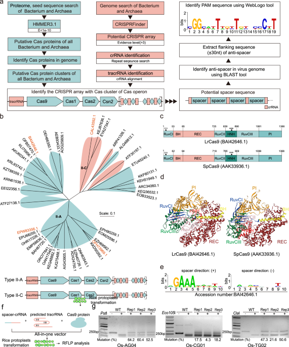 Efficient plant genome engineering using a probiotic sourced crispr-cas9 system