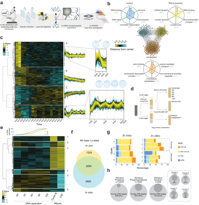 Cell cycle-specific phase separation regulated by protein charge blockiness