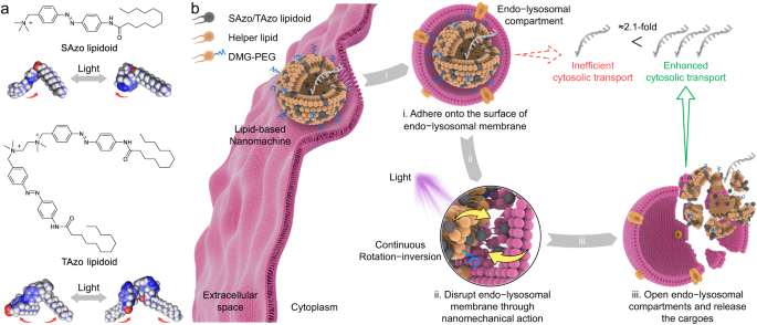 Nanomechanical Action Opens Endo-Lysosomal Compartments | Nature.