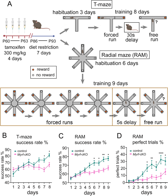 Oligodendrocyte dynamics dictate cognitive performance outcomes of working  memory training in mice | Nature Communications