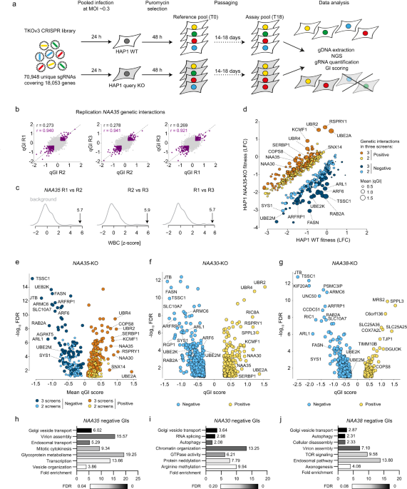 N-terminal acetylation shields proteins from degradation and promotes  age-dependent motility and longevity | Nature Communications