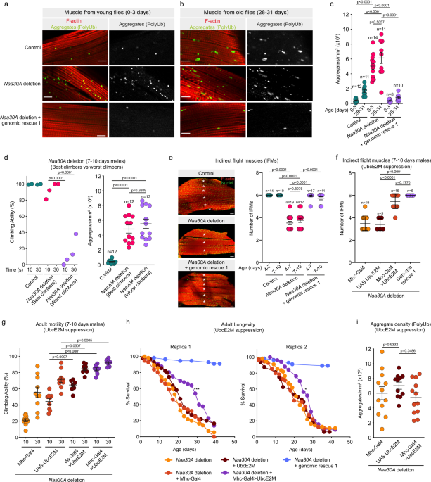 PDF) N-terminal acetylation shields proteins from degradation and promotes  age-dependent motility and longevity