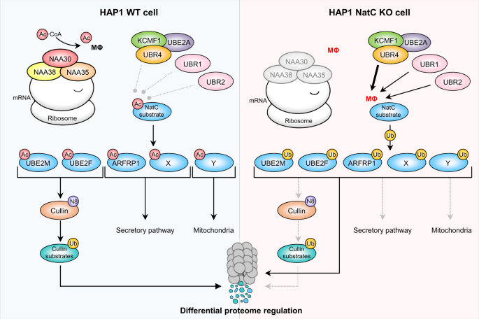 PDF) N-terminal acetylation shields proteins from degradation and promotes  age-dependent motility and longevity