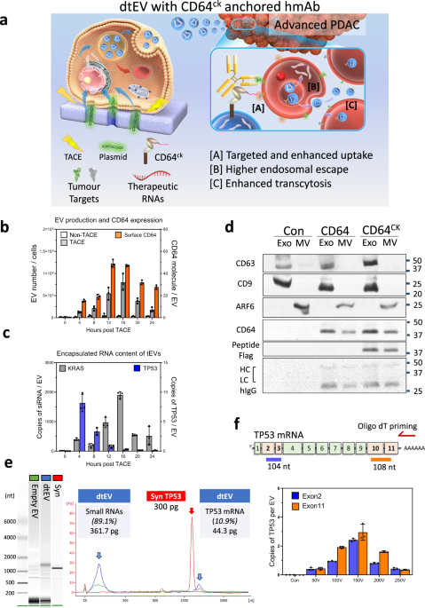 Dual targeted extracellular vesicles regulate oncogenic genes in advanced pancreatic cancer - Nature