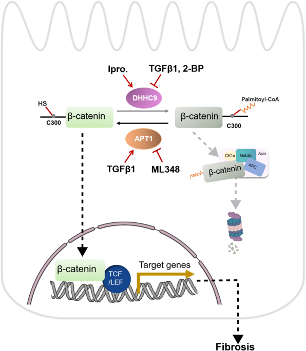 Protein Lipidation: Occurrence, Mechanisms, Biological Functions, and  Enabling Technologies