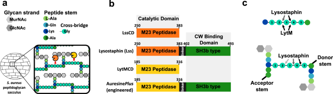 Staphylococcus aureus cell growth and division are regulated by an amidase  that trims peptides from uncrosslinked peptidoglycan