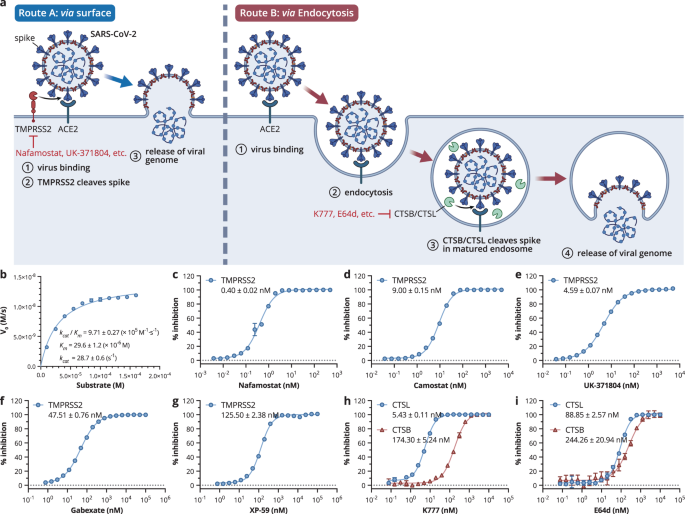 Structure-based discovery of dual pathway inhibitors for sars-cov-2 entry