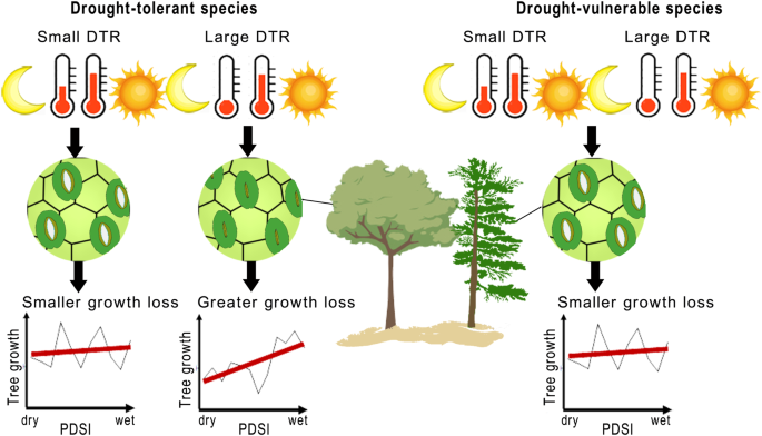 Fading regulation of diurnal temperature ranges on drought-induced 